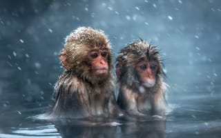Картинка животные, обезьяны, снег, макаки, вода, взгляд