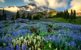 Картинка горы, луг, предгорье, цветы, пейзаж