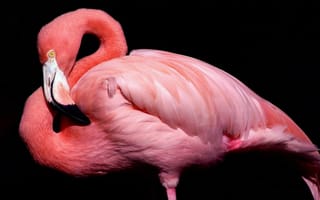 Картинка сытый, розовый, фламинго