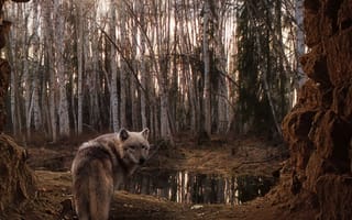 Картинка волк, лес, озерцо
