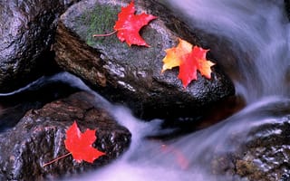 Картинка осень, клен, камни, листья, ручей