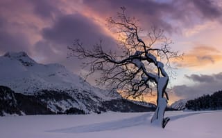Картинка закат, зима, снег, природа, горы, пейзаж, одинокое дерево