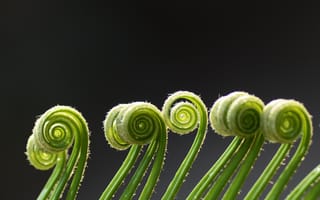 Картинка растение, зеленые, завитки, папоротник, макро, спираль, усики