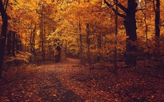 Картинка осень, листья, лес, тропинка, желтые, красные