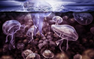 Картинка медузы, вода, всплеск, щупальцы