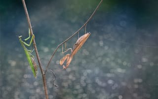 Картинка mantises, antennae, paws, branch, eyes, stalk, brown mantis, green mantis