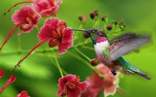 Обои цветок, красивый, природа, красота, птица, колибри, птичка