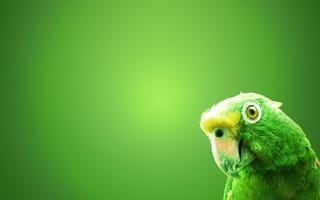 Обои Зеленый попугай, птица, клюв, зеленый