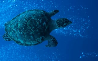 Картинка черепаха, панцирь, красота, коралловый риф, плавники