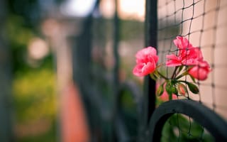 Картинка макро, цветы, забор