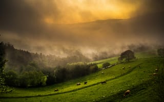 Картинка небо, коровы, поля, деревья, туман, горы, трава