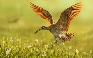 Картинка птица, трава, лапы, хвост, крылья, клюв, полёт
