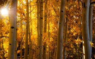 Картинка Колорадо, осина, листья, осень, лес, лучи, ствол, свет