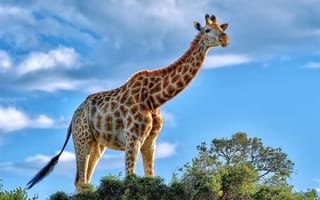 Картинка жираф, грация, шея, кустарник, Африка