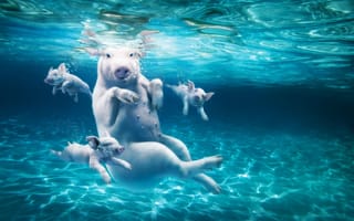 Картинка свинья, купальщики, поросята, плавают, вода, под водой