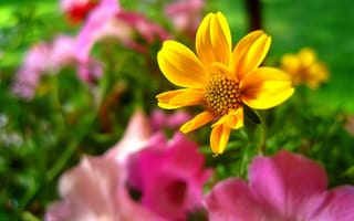 Картинка цветок, лепестки, ромашка, макро, желтый