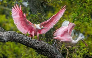 Картинка птицы мира, розовые, пара, крылья, перья, красиво