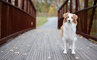 Картинка собака, друг, уши, мех, мост, взгляд