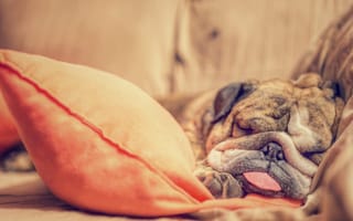 Картинка английский бульдог, собака, отдых, сон, язык, подушка