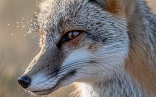 Картинка портрет рыжей лисы, дикая природа, животное крупным планом, природа, лиса в естественной среде обитания, животное на открытом воздухе, портреты млекопитающих, сцены дикой природы, ИИ искусство