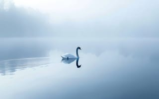 Картинка лебедь, отражение озера, туманные воды, природа минимализм, спокойный пейзаж, мирный пейзаж, дикая природа, художественная печать, ИИ искусство