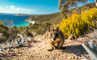 Картинка квокка, Гнилой остров, Западная Австралия, дикая природа, австралийские животные, сумчатые, природа, пункт назначения, милые животные, ИИ искусство