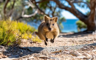 Картинка квокка, Гнилой остров, Западная Австралия, дикая природа, австралийские животные, сумчатые, природа, пункт назначения, милые животные, ИИ искусство