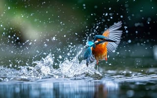 Картинка зимородок птица, дикая природа, всплеск воды, природа, птица в действии, драматическое освещение, оранжевый и синий цвета, ИИ искусство