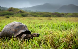 Картинка Галапагосская черепаха, дикая природа, Природные пейзажи, вулканический пейзаж, луга, Эквадор, сохранение, вымирающие виды, рептилия, биоразнообразие, ИИ искусство
