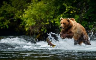 Картинка медведь гризли, дикая природа, медвежья рыбалка, лосось, река, природа, боевой выстрел, Аляска, приключение на свежем воздухе, ИИ искусство