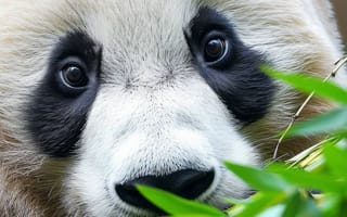Картинка большая панда, Панда, бамбук, дикая природа, портрет животного, вымирающие виды, природа, сохранение, Китай, милые животные, ИИ искусство