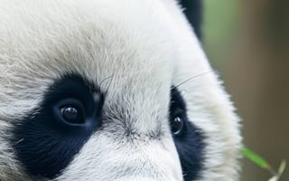 Картинка большая панда, Панда, бамбук, дикая природа, портрет животного, вымирающие виды, природа, сохранение, Китай, милые животные, ИИ искусство