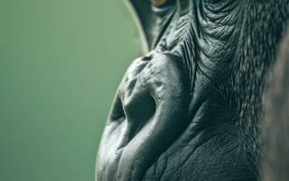 Картинка портрет гориллы, Серебряная горилла, дикая природа, примат крупным планом, портрет животного, зеленый, пристальный взгляд, мощное выражение, величественное существо, ИИ искусство