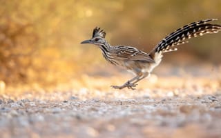 Картинка птица-дорожник, дикая природа, птица в движении, скорость, природа, пустынная птица, Roadrunner бег, крылья дорожного бегуна, ИИ искусство
