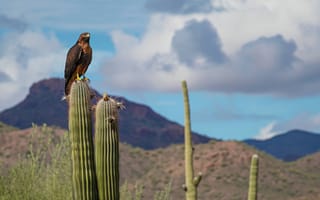 Картинка ястреб Харриса, Кактус Сагуаро, Аризонская пустыня, птица, природа, дикая природа, пустынный пейзаж, Юго-западный пейзаж, хищная птица, ИИ искусство