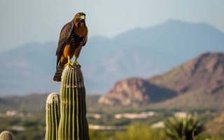 Картинка ястреб Харриса, Кактус Сагуаро, Аризонская пустыня, птица, природа, дикая природа, пустынный пейзаж, Юго-западный пейзаж, хищная птица, ИИ искусство