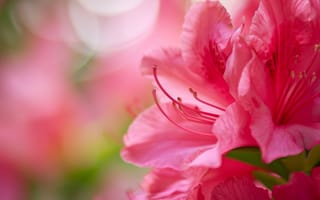 Картинка Розовый цветок азалии, крупный план, макрос, цветочный, природа, эффект боке, малая глубина резкости, яркие цвета, нежные лепестки, весенние цветы, ИИ искусство