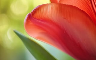 Картинка цветок тюльпана, макро фотографии природы, красный тюльпан крупным планом, цветочное настенное искусство, ботанические принты, картинки весеннего цветения, «садовые цветы»: изображения, ИИ искусство