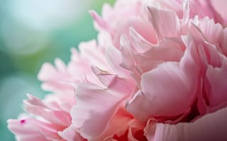 Картинка цветок пиона, макро цветочный крупный план, розовые лепестки цветов, мягкое боке, природа, нежные текстуры, романтическое цветочное искусство, ИИ искусство