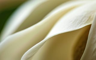 Картинка лепестки белых роз, крупный план, макро цветочный, мягкий фокус, детали природы, романтические цветы, нежные текстуры, малая глубина резкости, ИИ искусство