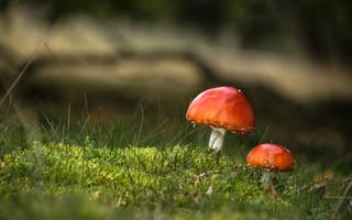 Обои грибы, макро, шляпки, трава