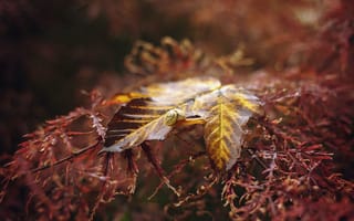 Картинка Осень, улитка, лист, панцирь, рожки