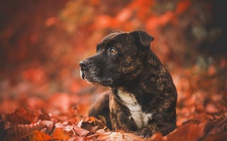 Обои собака, осень, листья, друг, взгляд