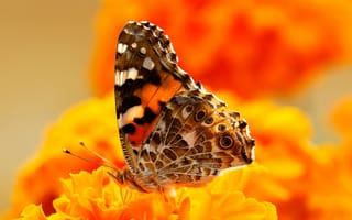Картинка бабочка, мотылек, крылья, узор, краски, цветы