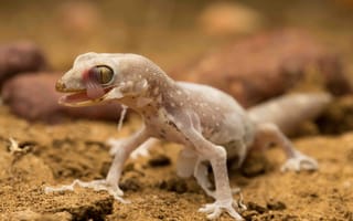 Картинка gecko, природа, лапы, ящерица, язык