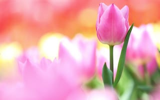 Обои тюльпан, лепестки, нежность, бутон, розовый, цветок
