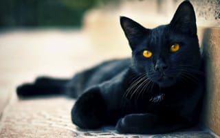 Картинка кот, глаза, уши, cat, хвост, чёрный, зелёные