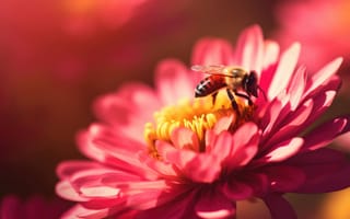 Картинка лепесток, насекомое, Цветочная пыльца, беспозвоночное, цветок, пчела, растение, розовый, однолетнее растение, красный, фиолетовый, колокольчик, середина пути, ИИ искусство, генеративный ИИ, созданный ИИ