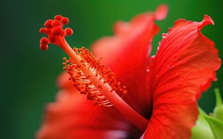 Картинка растение, китайский гибискус, Гавайский гибискус, Малвалес, цветок, гибискус, Цветочная пыльца, красный, лепесток, открытый, середина пути, ИИ искусство, генеративный ИИ, созданный ИИ