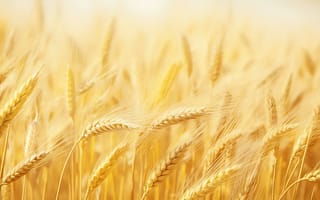 Картинка деревенский, пшеничное поле абстракция, золотой фон, ИИ искусство